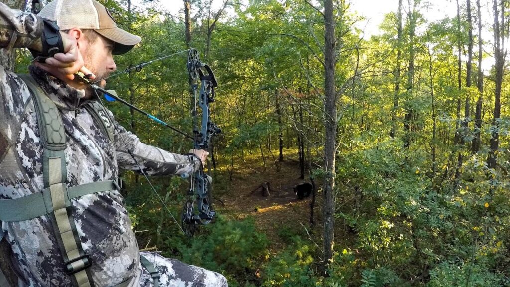 Bow Hunting Wisconsin Black Bears